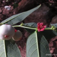 Breynia androgyna (L.) Chakrab. & N.P.Balakr.